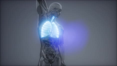 Examen-De-Radiología-De-Pulmones-Humanos